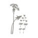 Dandelion Blowing in the Wind Wall Decal 