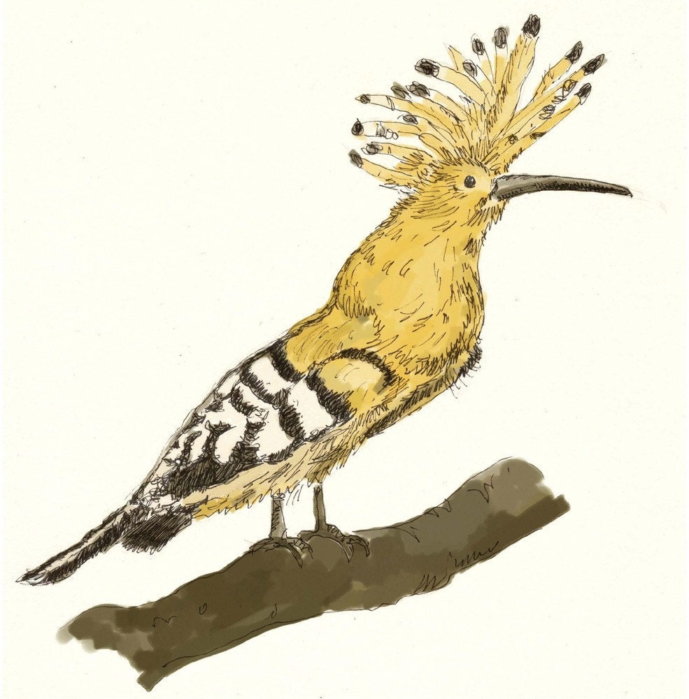 odd bird series - hoopoe - 8X8 print