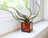 Single Tillandsia Bulbosa Air Plant