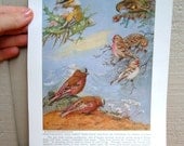 Vintage Tanager and Finch Bird Book Plate Art Print from National Geographic Ornithology