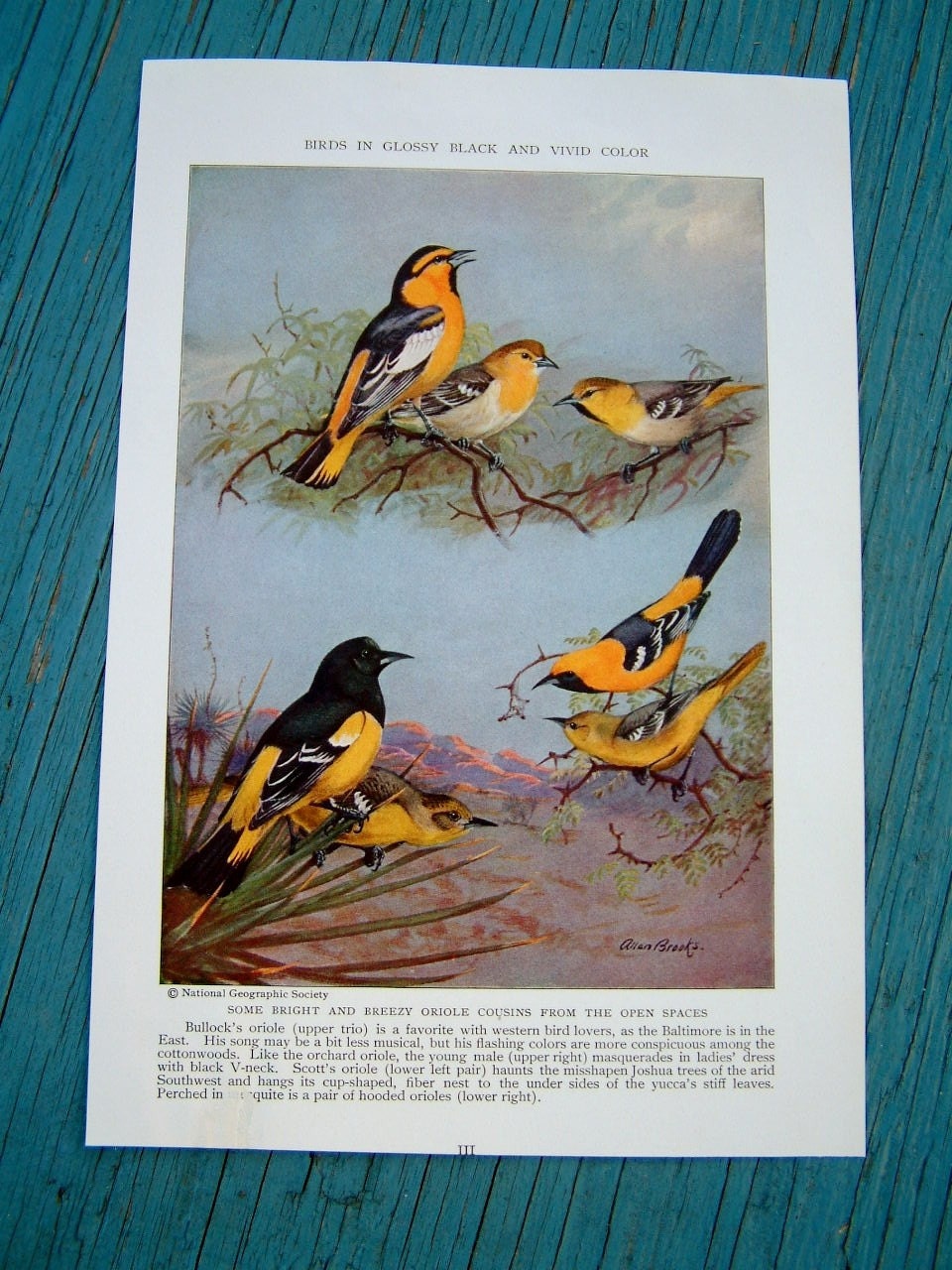 Vintage Oriole Bird Print -- Black and Yellow Ornithology --National Geographic Nature Art