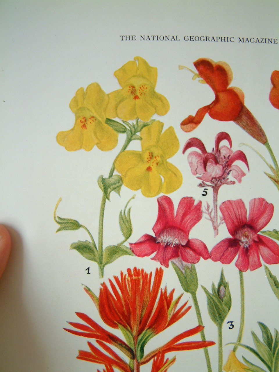 Vintage Wild Flower Print Book Plate