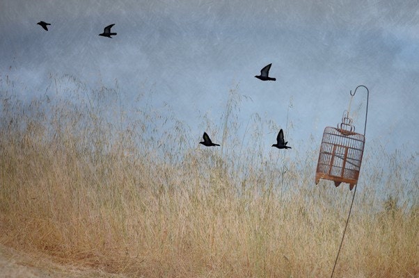 Blackbird Fly 8x12 fine art photo - birdcage, birds flying