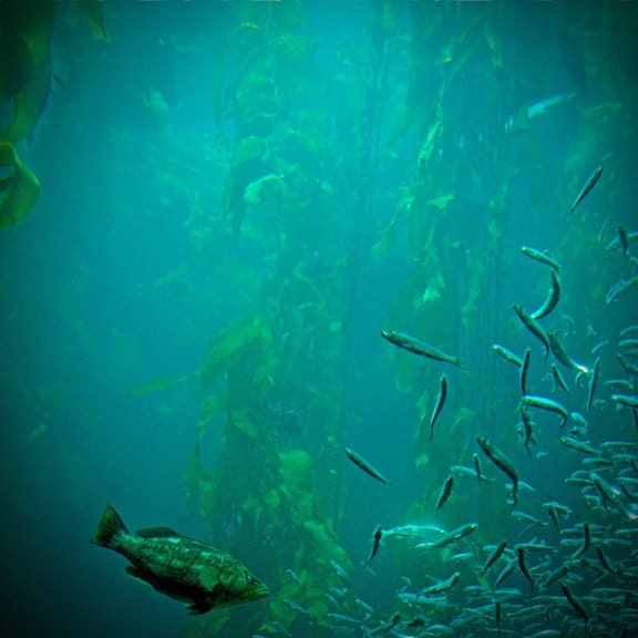 A Mermaids View -  8x8 Fine Art Photo - teal, aqua, underwater, sea, fish, home decor