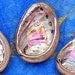 Individual Abalone Shells Each About One Inch