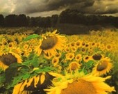 August storm , Original Signed Art Photograph 8.5x11 inches
