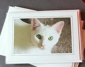 White Cat Photography Card Feline With Green Eyes Blank Photo Greeting Note Card