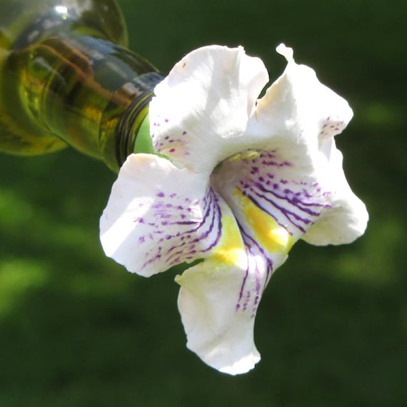 HUMMINGBIRD FEEDER--Catalpa Flower on Larger Bottle