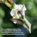 HUMMINGBIRD FEEDER--Catalpa Flower on Larger Bottle