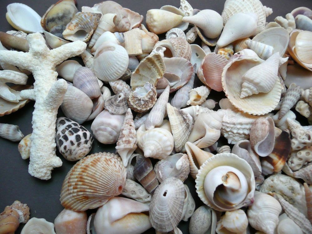 Artwork With Shells