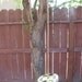 Wooden tree Swing... John Deere Tractor / Farm
