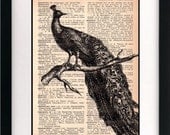 peacock print - peacock art print - vintage dictionary print - recycled book page print - 8x10 art print