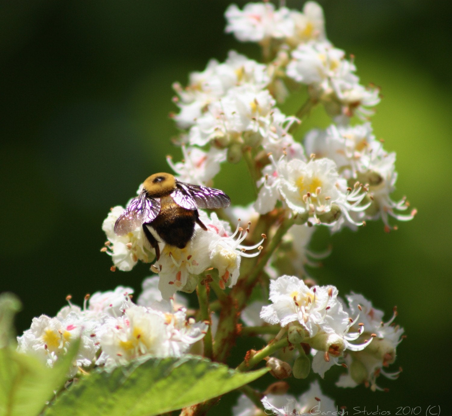 Honey  Bee Photography, Flowers, Spring,  Fine Art, Macro Photography