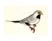 Bird art finch drawing -  Eric the Long Tailed Finch -  6 X 4 print