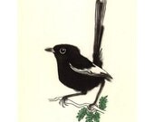 Wren Bird art - Little white winged wren - 4 X 6 print