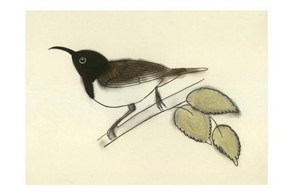 Bird print. Bird art Little Black Honeyeater -  6 X 4 print