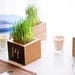 Wheat Grass Planter Table Number for Weddings and Events in Clear Recycled Cedar