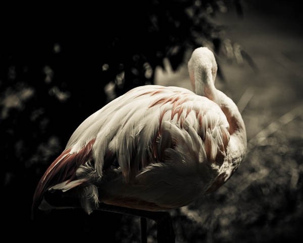 Pretending- beautiful lonely flamingo, hiding from viewers at North Carolina ZOO, 8x10" (20x25cm) fine art print