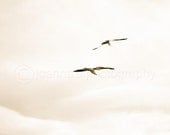 Flying High-  beautiful and soft print of two sea guls flying high, 5x7" (13x18cm) size