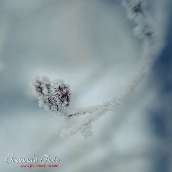 Winter Bliss- soft focus image of winter foliage covered in ice, 8x8" (20x20cm)