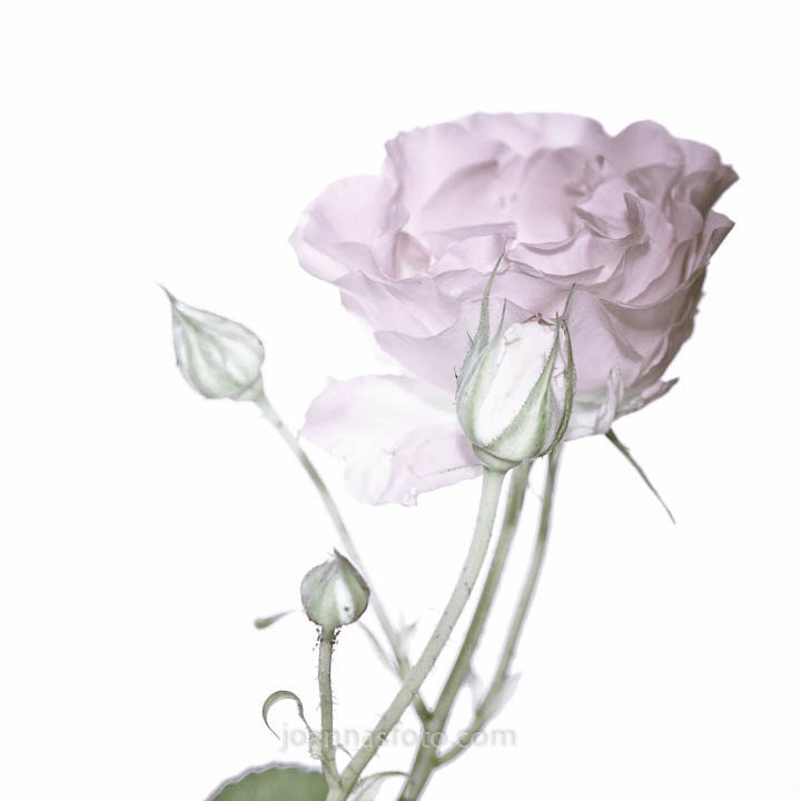 Pure- soft close up photograph of beautiful light purple flower of a spring rose, shown with small buds around it, 8x8" (20x20cm)
