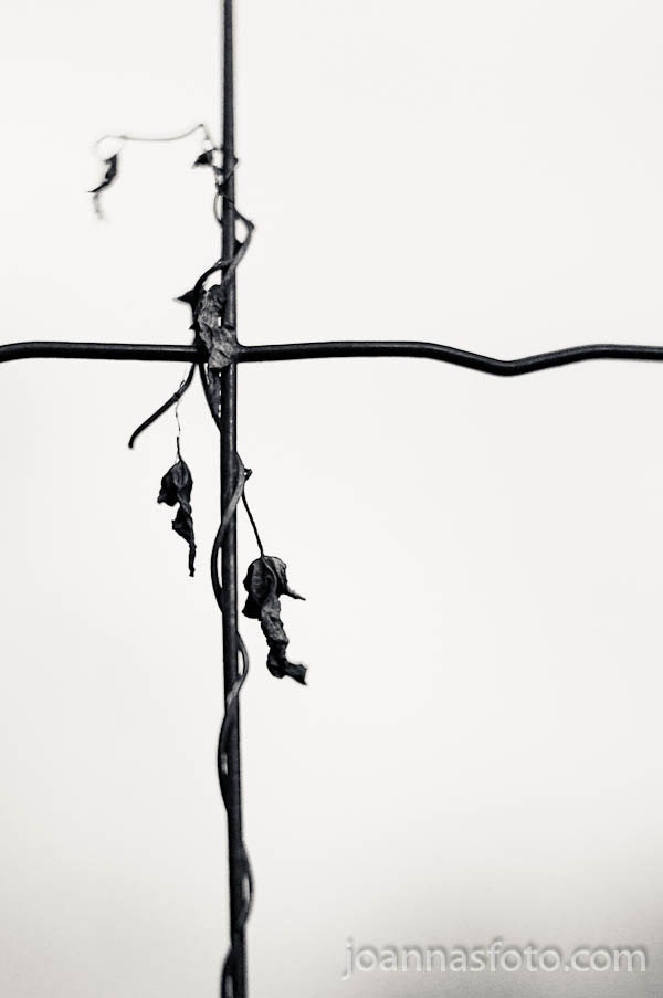 Entwined - dry branch interlaced with wire fence- 8x12" (20x30cm) fine art print