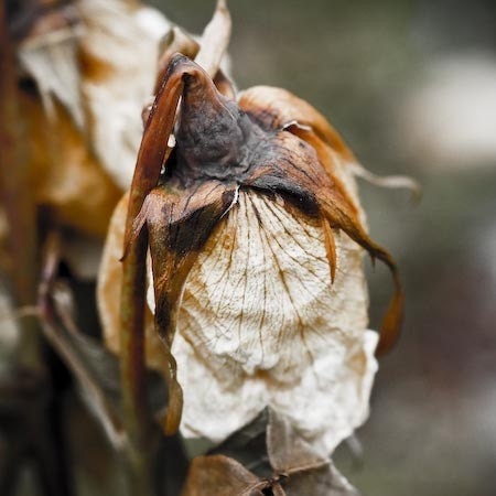 Touch of Age- close up print of dried up flower of rose, autumn rose, in brown colors, great details, 5x5" (13x13cm)