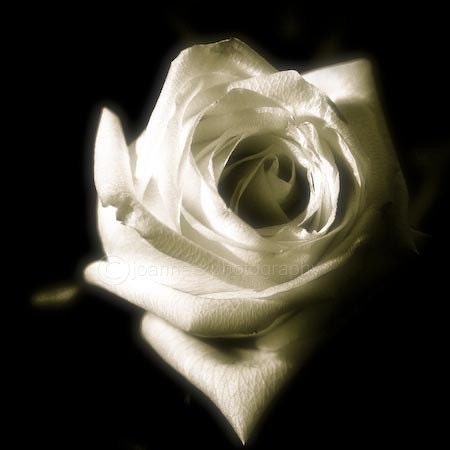 Portrait of her- Fine Art Print of white rose on black background- 8x8" (20x20cm)