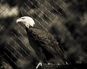 In Captivity- 8x10" (20x25cm) print of eagle kept in cage in NC zoo, beautiful sepia tones, great detail