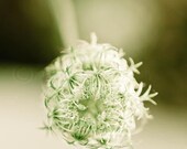 No 7 of Long Grass Series- soft green print of queen annes lace, 8x10" (20x25cm) fine art print