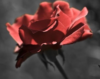 Soft in Red- beautiful and bold red rose on black background, 8x10" (20x25cm) Fine Art Print