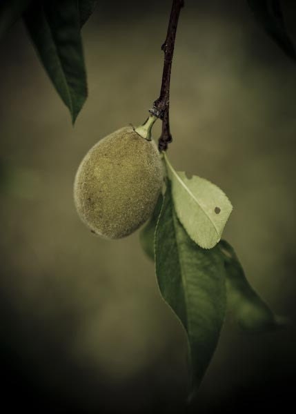 Photographic print of summer fruit, soft shades of green, macro print, nature inspired, 5x7 (13x18 cm) fine art print