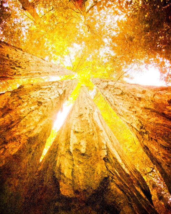 California photo redwood trees state forest tree photo burnt orange art rustic decor nature art earthtones Redwoods 8x10 Photography