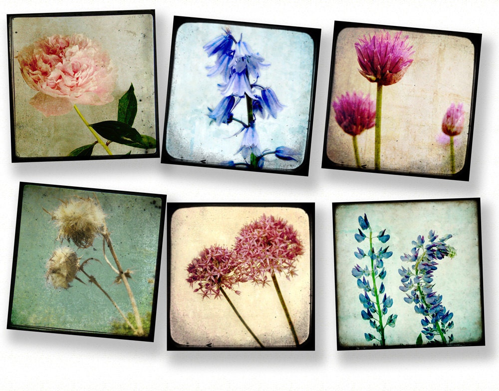 Flower photography nature photogrphy TTV print collection summer flower power vintage inspired - Set of 6 5x5 prints TTV Flowers