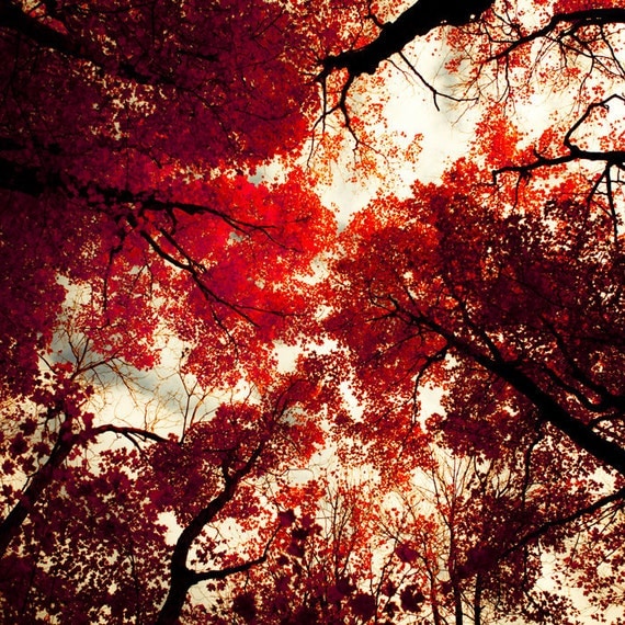 Ruby red photo autumn leaves fall art crimson forest scarlet canadian woodland holiday decor red accent - Redrum 8x8