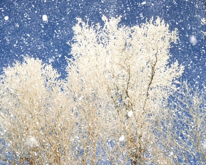 Snow photography forest in winter ice storm winter weather tree photography - Winter White