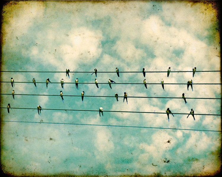 Bird Photography Birds on a wire feathers bird photo black and white swallows summer blue sky cream clouds tweet Flock 8x10