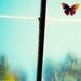 Nursery art butterfly photo nature photo powder blue greenhouse orange wings glass nursery art : Almost Home 8x8