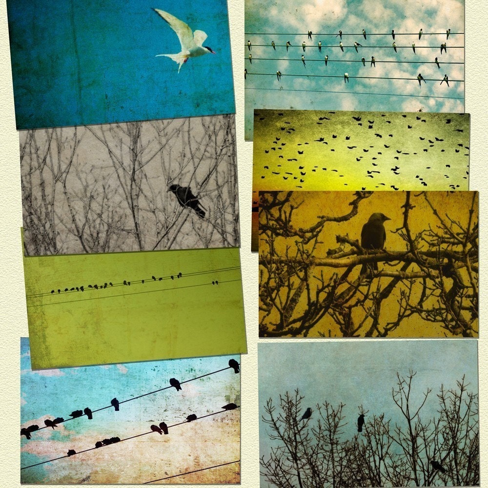Bird photography bird prints, , crows,  shabby chic - For the Birds 8 5x7