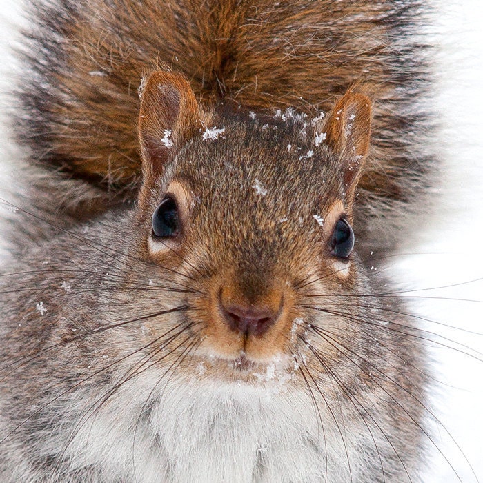 Squirrel photography whimsical art grey squirrel nature animal, photo woodland snowflakes squirrel photo print nursery decor