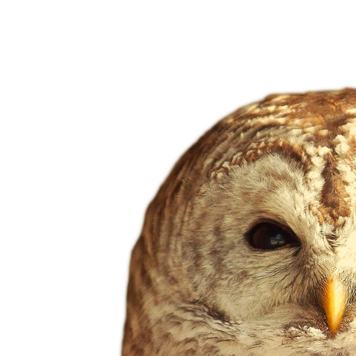 Barred owl photo, feathers, bird print, brown owl, wild animal print, woodland, yellow, canadian forest : Hoo Hoo Two 8x8