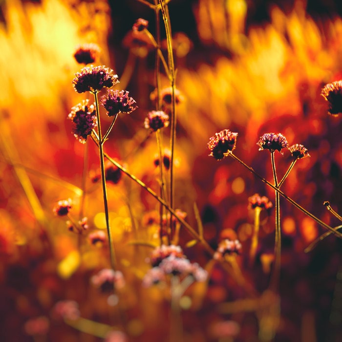 Burnt Orange Flowers Pictures