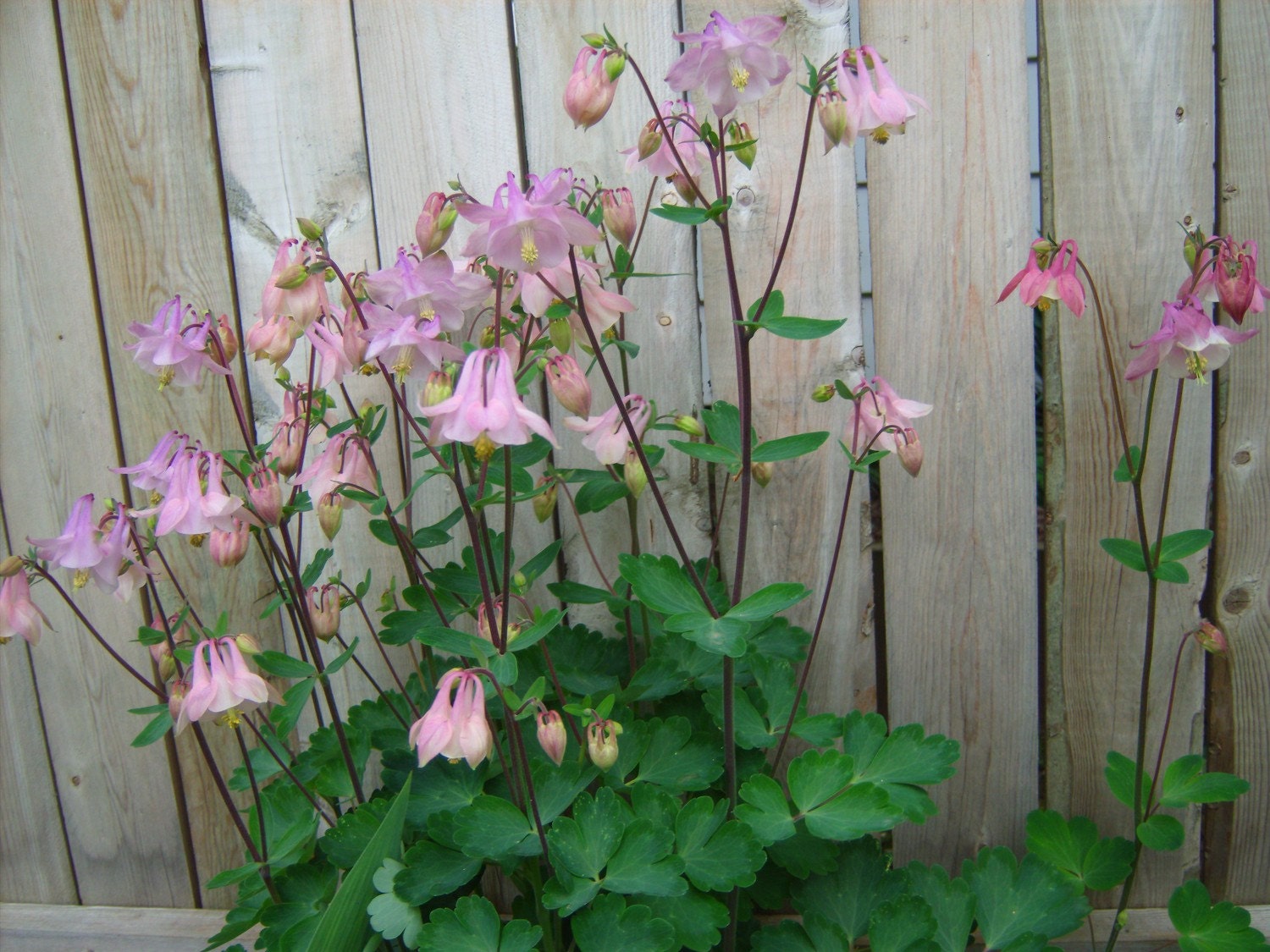 Columbine mix 50 seeds Aquilegia hybrida