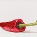 SALE - Chili pepper ORIGINAL watercolor by Redstreake