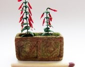 Miniature salvia plant