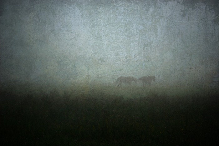 animal photography fog horses mist blue fine art photography farmland 8x12 print home decor office decor