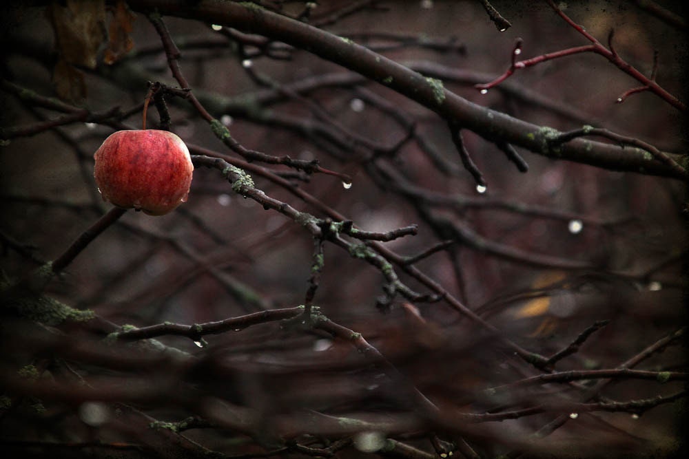 nature photography red apple oxblood woods fine art photography 10x15 print dark art home decor office decor branches