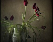 still life fine art photography nature red tulips oxblood  bouquet vase 12x12 home decor office decor Mothers Day Easter