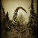 Winter photograph, tree print, home decor, Limited Edition 3/75