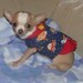 Custom Dog Harness Vest - Boy fabrics - CARS, PLANES, TRAINS - Choose -made to order - 2 to 15 lb dogs